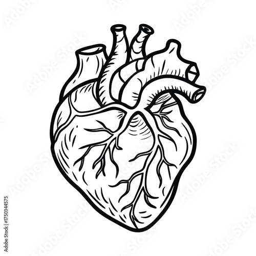 Anatomical heart medical illustration detailed biology design vector line art on white background
