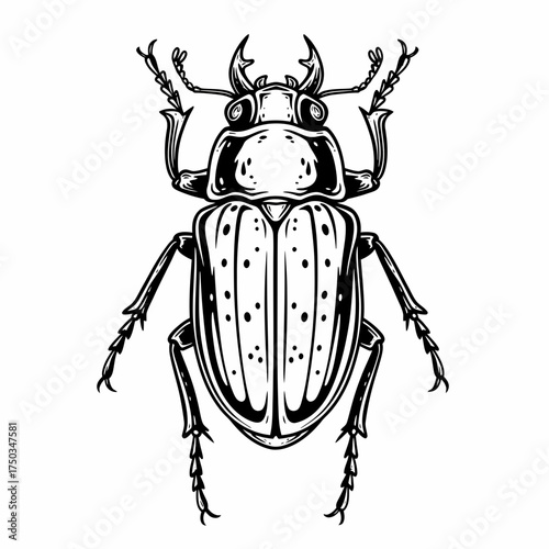 Detailed Stag Beetle