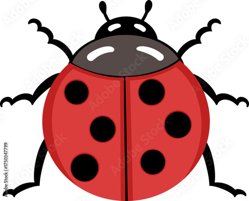 cute small ladybug beetle insect animal vector cartoon illustration