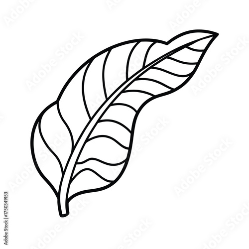 Single line banana leaves tropical foliage botanical minimalist design vector line art on white background