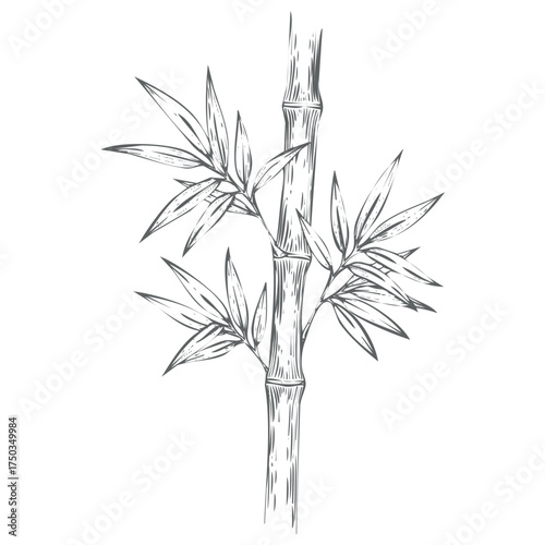 Detailed black and white sunflower illustration vector eps scalable floral art isolated on white background