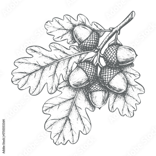 Vintage oak branch with acorns botanical illustration vector art isolated on white background