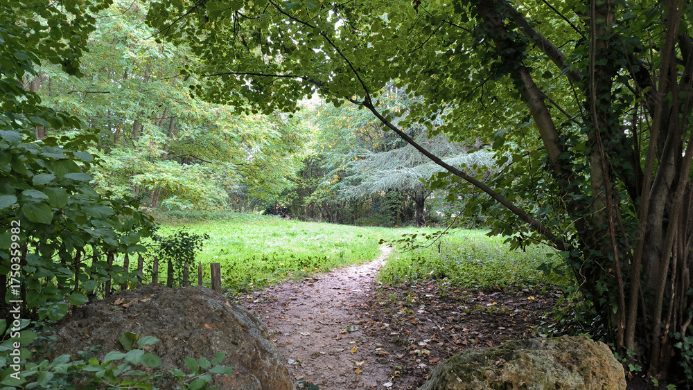 Fototapeta premium winding footpath in the woods