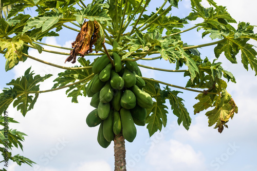 Lush papaya tree laden with vibrant green fruit against a bright blue sky, perfect for tropical food, agriculture, and healthy eating concepts showcasing nature's bounty