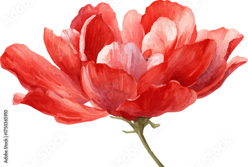 red tulip isolated on white