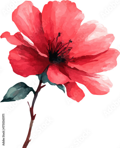 red flower isolated on white