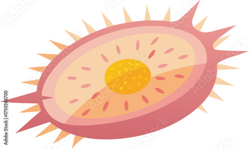 Stylized illustration of a colorful spiky fruit cross section