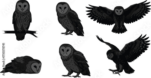 MobileBarn Owl Silhouette, Flying, Perching, Resting, Wildlife Bird Vector, Nocturnal Raptor, Heart-Shaped Face, Dark Style, Animal Anatomy Study