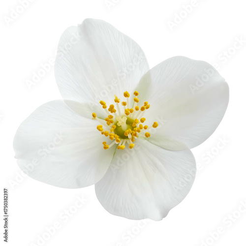Isolated close-up of a single, radiant white flower with yellow center details