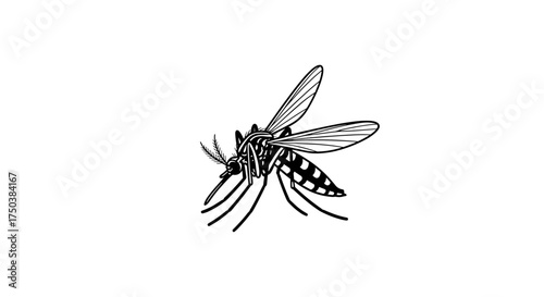 A detailed close up illustration of a mosquito on a white background.