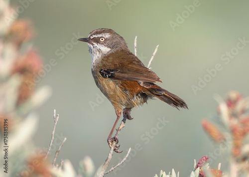 A wild white-browed scrubwren (Sericornis frontalis) perched in saltmarsh habitat with blurred background, Australia
