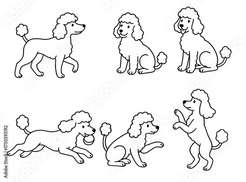 Dog vector outline for coloring, collection of 6 Poodle