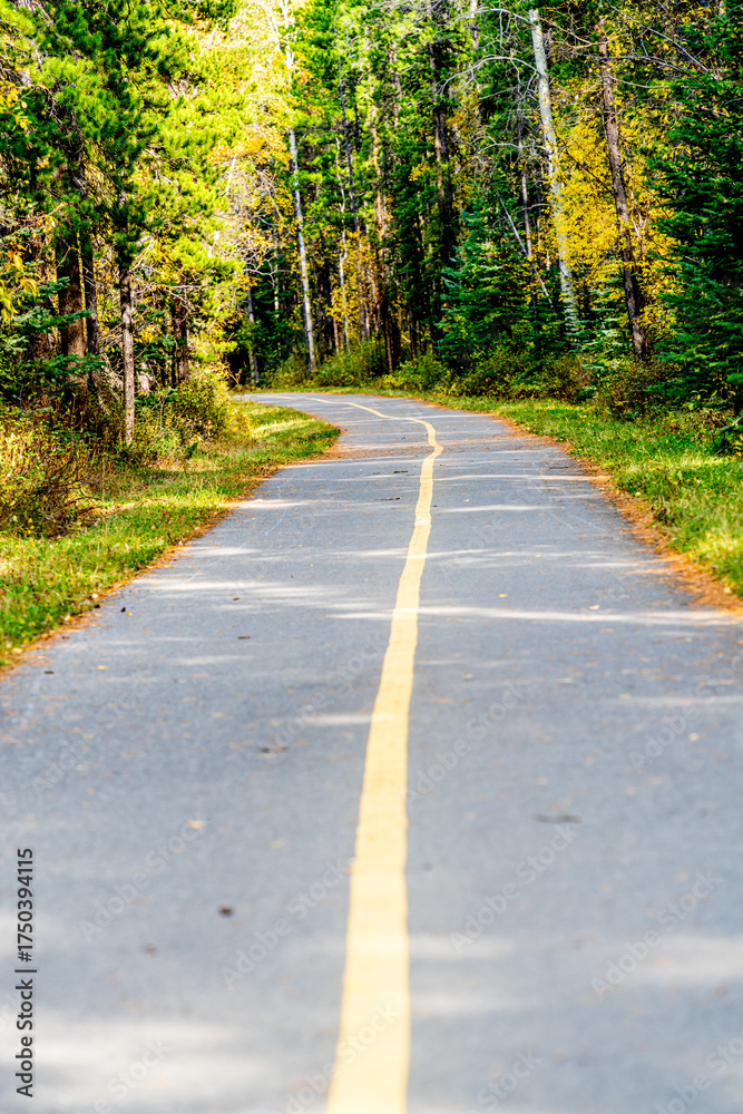 Obraz premium Footpath in fall autumn forest with trees