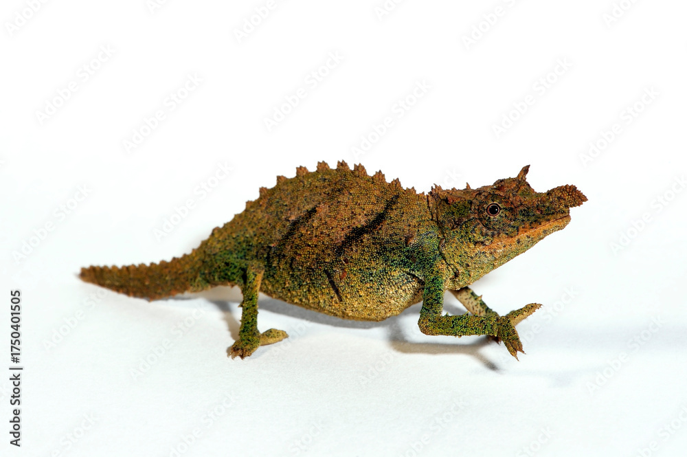 Naklejka premium Nguru pygmy chameleon // Tansania-Zwergchamäleon (Rhampholeon acuminatus) - Tanzania