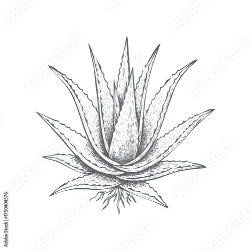 Elegant hand-drawn aloe vera plant vector illustration scalable eps isolated on white background