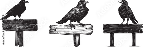 Three crows perched on wooden signs vector illustration