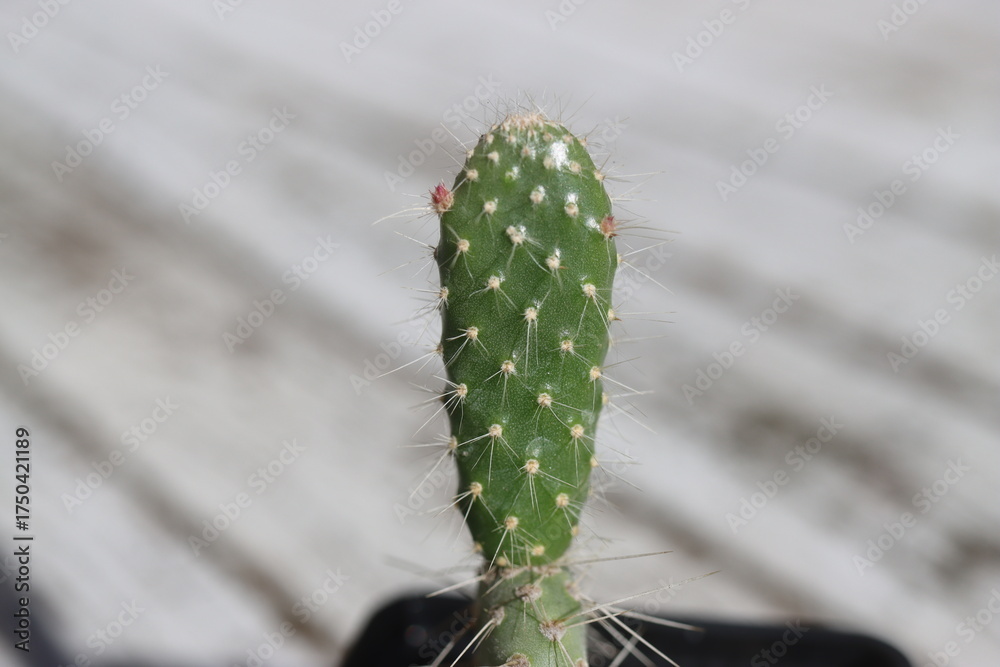Fototapeta premium kaktus opuncja zwyczajna vulgaris