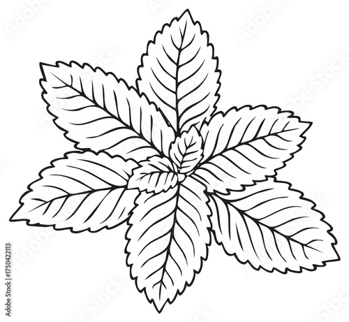 Illustration of Several Spear Mint Leaves Isolated on White in Black and White