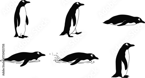 MobilePenguin silhouette vector set, walking and sliding poses, tobogganing movement illustration, arctic wildlife clipart, black and white penguin graphic