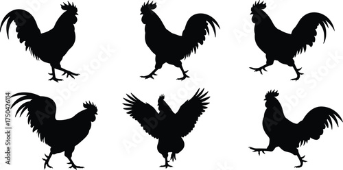 MobileRooster silhouette set, farm bird vector, black chicken pose collection, poultry animal design, isolated cock illustration, walking standing flapping