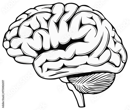 Black and White Line Art Human Brain Anatomy with Cerebellum