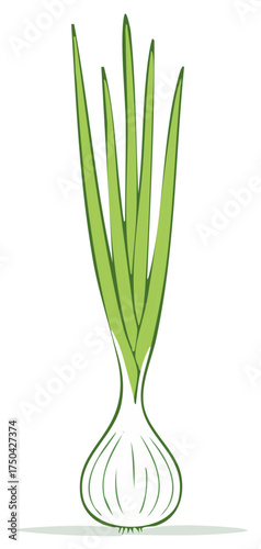 Illustration of a fresh green onion with a white bulb and green stalks