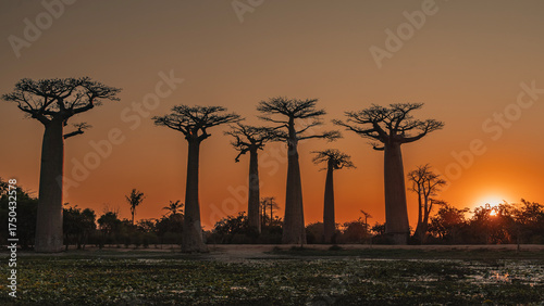 Fotografija Fantastic African sunset