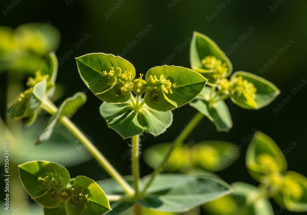 Fototapeta premium Close-up of Sun Spurge Plant in Natural Light.