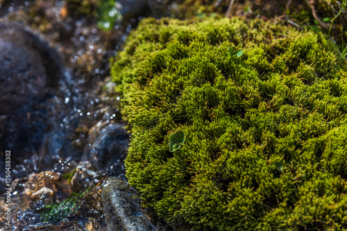 green moss on rock with flowing stream