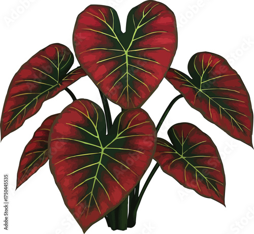 Stunning red caladium plant for vibrant designs