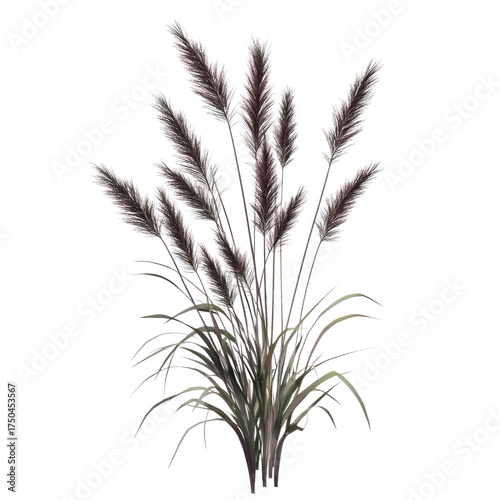 A bunch of tall grass with long leaves and purple-brown accents, photorealistic on a white background transparent, alpha background png