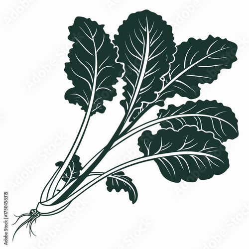 collard greens vector