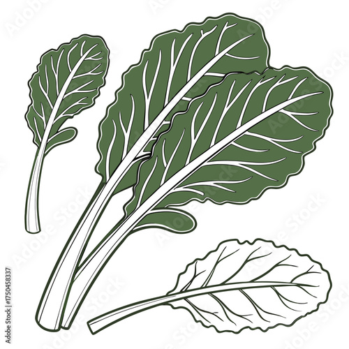 collard greens vector