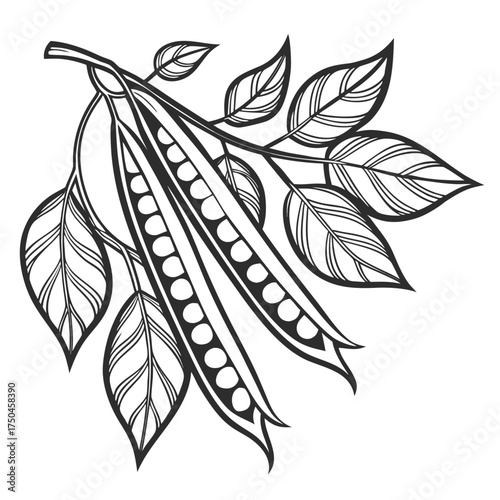 cluster beans vector 