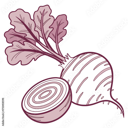 chioggia beet with leaves