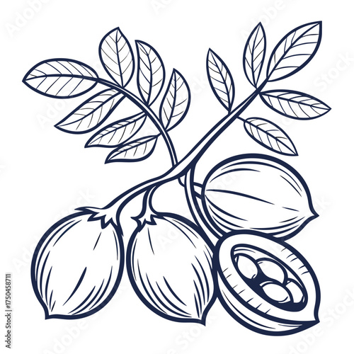 chickpeas with leaves 