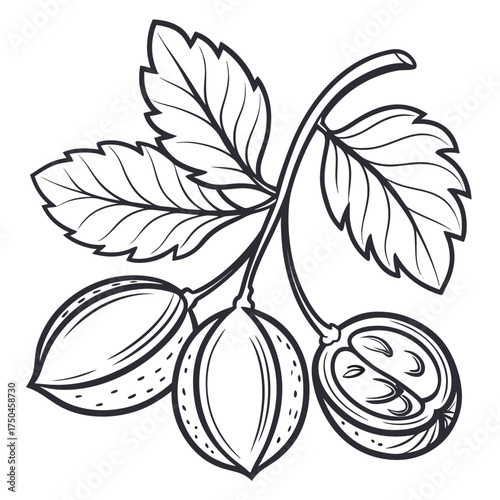 chickpea with leaves