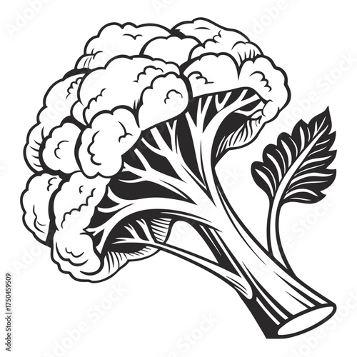 cauliflower on white background 