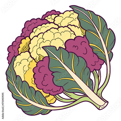 cauliflower on white background 
