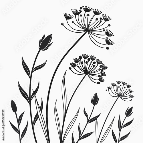 Black silhouette of dill flowers and buds on a white background Keywords: silhouette, dill, flower, bud, nature, botanical, plant, garden, meadow, summer, delicate, elegant, simple, graphic