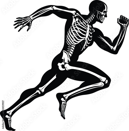 Dynamic Human Skeleton in Motion – Anatomical Running Pose Illustration