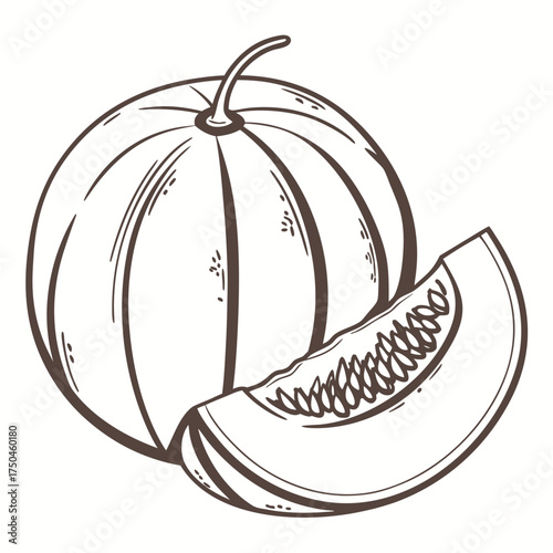cantaloupe vector