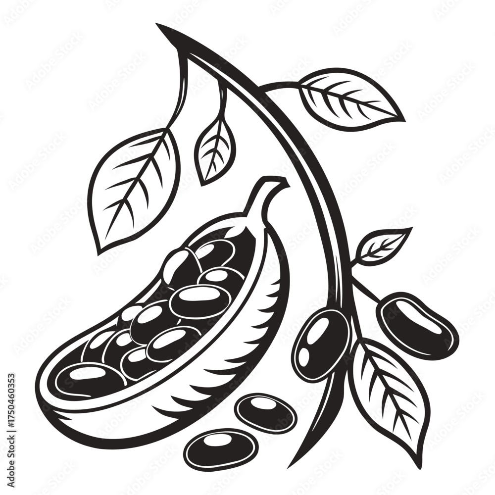 Fototapeta premium cannellini bean vector