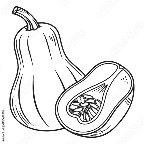 butternut squash vector 
