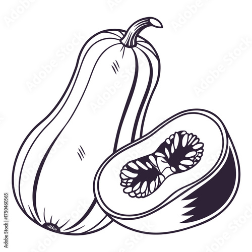 butternut squash on white background 