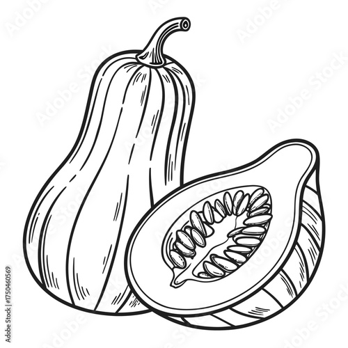butternut squash vector