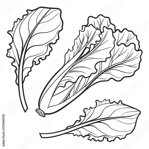 butter lettuce line art on white background