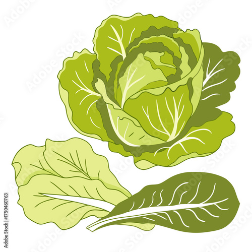 butter lettuce colorful on white background