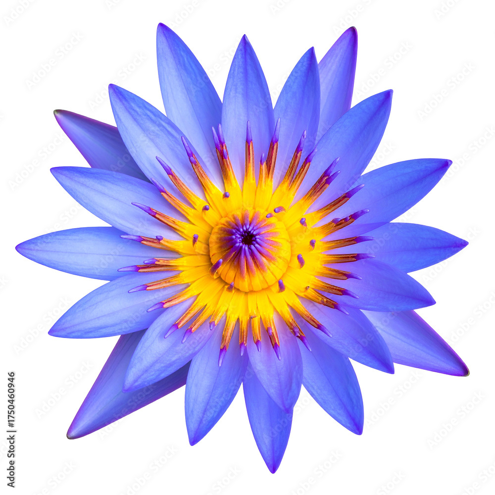 Fototapeta premium Vibrant top-down view of a water lily's intricate, symmetrical petals with a golden core