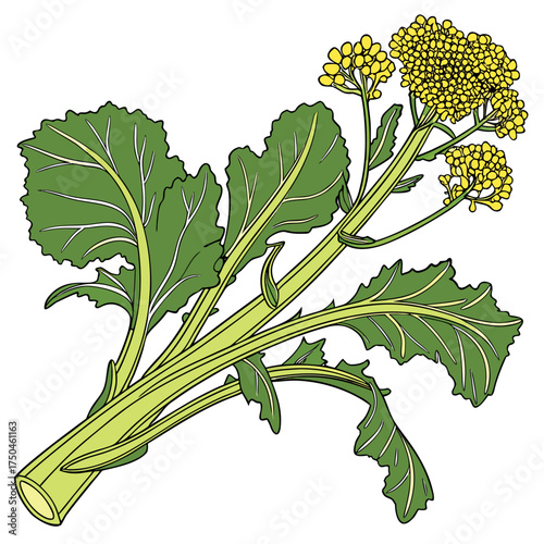 broccoli rabe on white background 
